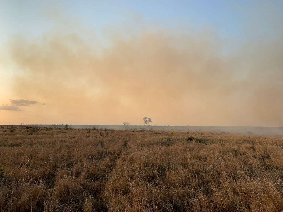 South African savanna grassland